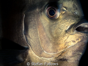 "Experience teaches only the teachable." Aldous Huxley. L... by Stefan Follows 